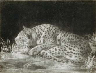 Een tijger (een slapende cheetah)
